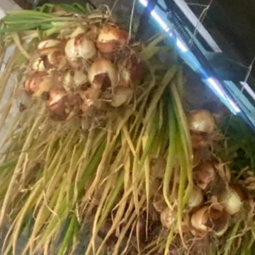 Photo of a bunch of Bermuda onions